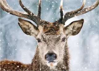 Winter Deer