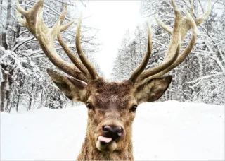 Oh Deer!