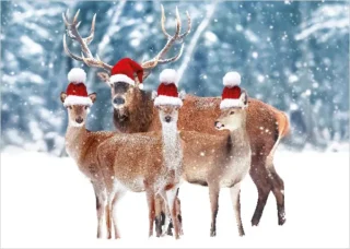 Deer Friends