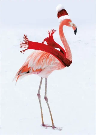 In the Pink