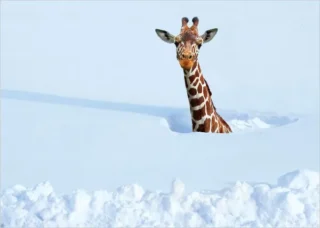 So Much Snow!